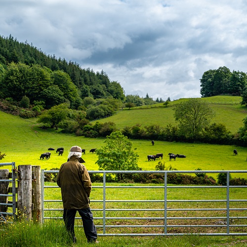 Active senior man looking at beef cattle grazing in a field on a summer morning in south west Scotland